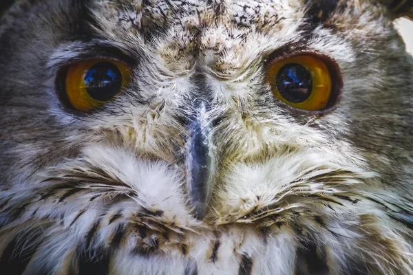 Cute Beautiful Owl Intense Eyes Beautiful Plumage — Stock Photo, Image