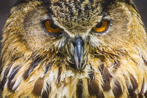 Raptor Linda Coruja Com Olhos Intensos Bela Plumagem — Fotografia de Stock