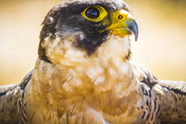 Falco Pellegrino Ali Aperte Uccello Alta Velocità — Foto Stock