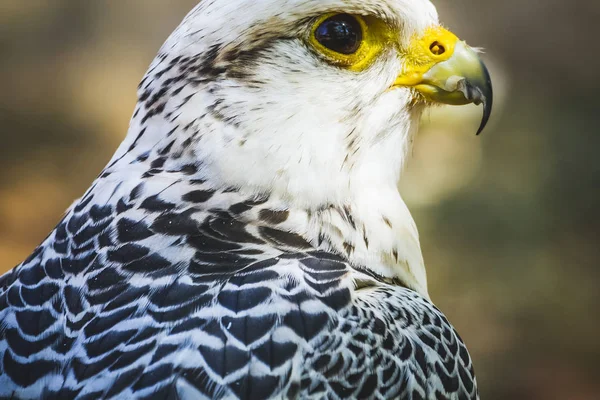 Preda Bellissimo Falco Bianco Con Piumaggio Nero Grigio — Foto Stock