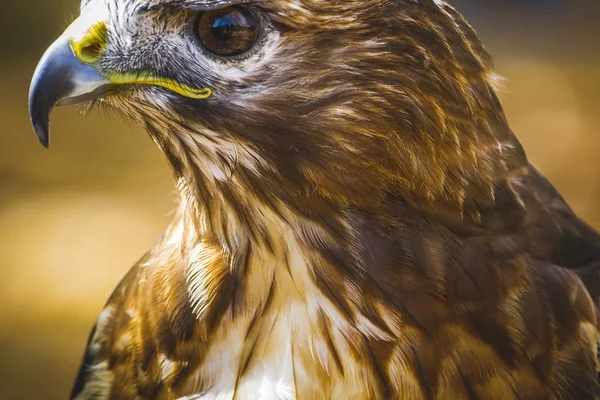 Kartal, gündüz yırtıcı kuş güzel tüyleri ve sarı gagası ile