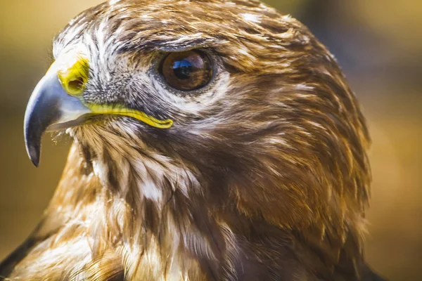 Fauna Eagle Diurnal Bird Prey Beautiful Plumage Yellow Beak — Stock Photo, Image