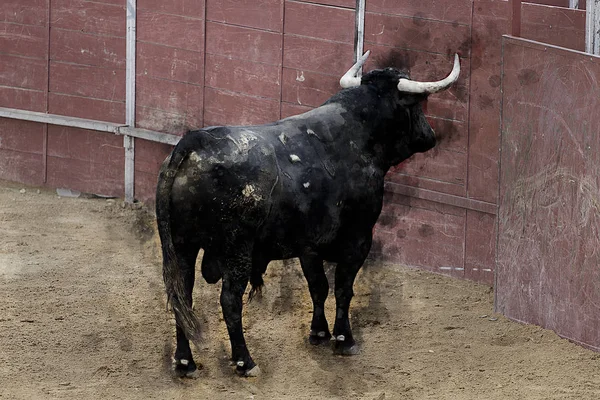 Acquerello Corrida Foto Combattimento Toro Dalla Spagna Toro Nero — Foto Stock