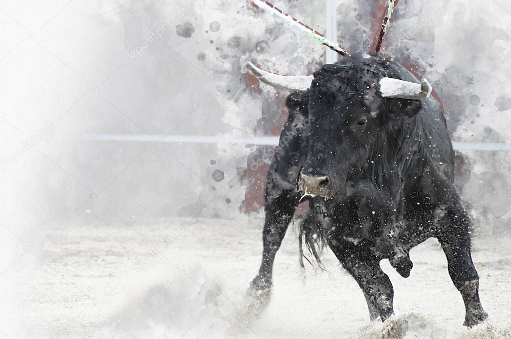 Watercolor, Bullfight. Fighting bull picture from Spain. Black bull