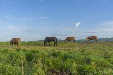 Atları günbatımında İspanya bir kırsal alanda otlayan bir çayırda