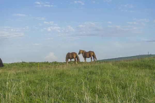 Hästar Äng Som Bete Vid Solnedgången Rural Fältet Spanien — Stockfoto