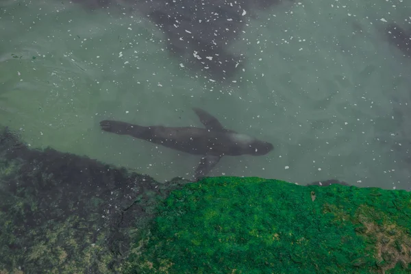 Undervattens Flygbild Säl Simma Glatt Vid Havet — Stockfoto