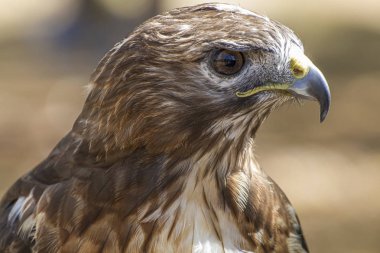 raptor kartal, güzel tüyleri ve sarı gagaile yırtıcı diurnal kuş