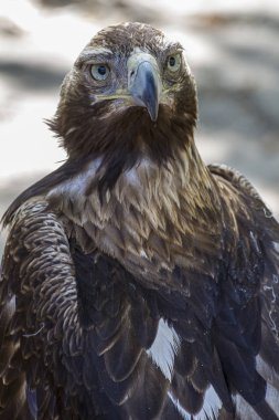Kartal, gündüz yırtıcı kuş güzel tüyleri ve sarı gagası ile