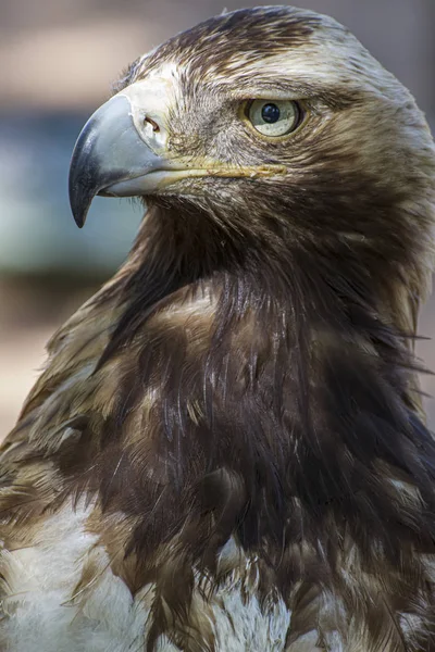 Gouden Adelaar Rondkijken Een Majestueuze Golden Eagle Neemt Zijn Omgeving — Stockfoto