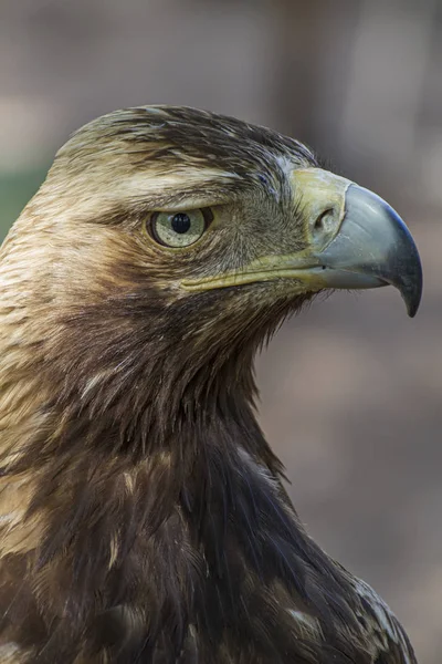 Aquila Rapace Rapace Diurno Con Bel Piumaggio Becco Giallo — Foto Stock