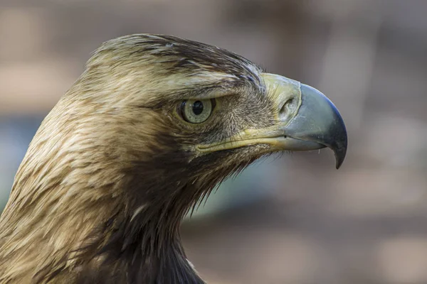 Golden eagle looking around. A majestic golden eagle takes in its surroundings from its spot amongst vegetation