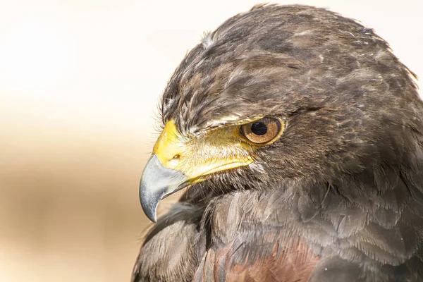 Raptor Orzeł Dobowe Ptak Drapieżny Pięknym Ustoja Żółty Dziób — Zdjęcie stockowe