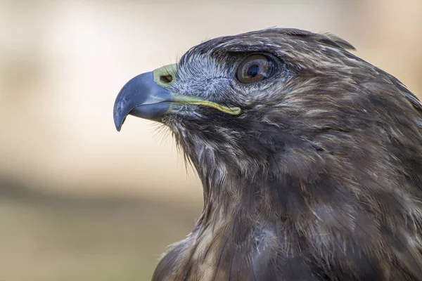 Golden Eagle Looking Majestic Golden Eagle Takes Its Surroundings Its — Stock Photo, Image