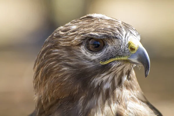 Adler Tagtäglicher Greifvogel Mit Schönem Gefieder Und Gelbem Schnabel — Stockfoto