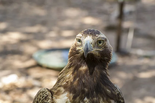 Eagle Diurnal Bird Prey Beautiful Plumage Yellow Beak — Stock Photo, Image