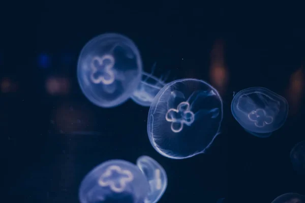 Grupo Luminescente Medusas Nadando Fundo Mar Formas Gelatinosas — Fotografia de Stock