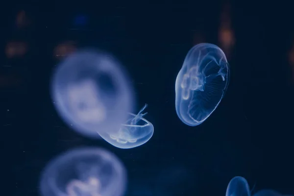 Grupo Luminescente Medusas Nadando Fundo Mar Formas Gelatinosas — Fotografia de Stock