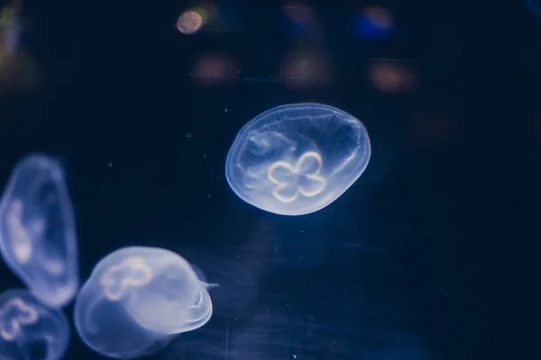 Océano Grupo Luminiscente Medusas Nadando Fondo Del Mar Formas Gelatinosas — Foto de Stock