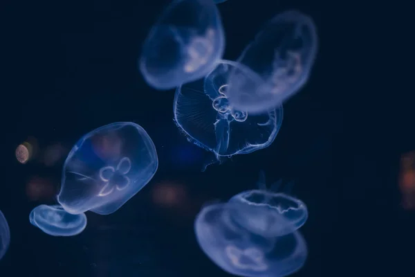 Люмінесцентна Група Медуз Плаває Дні Моря Желатинові Форми — стокове фото
