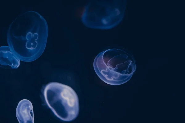 Medusa Eine Leuchtende Quallengruppe Die Auf Dem Meeresgrund Schwimmt Gallertartige — Stockfoto