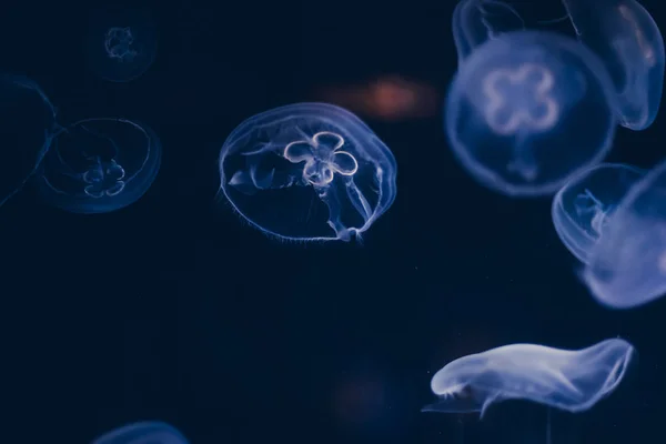 Océano Grupo Luminiscente Medusas Nadando Fondo Del Mar Formas Gelatinosas — Foto de Stock