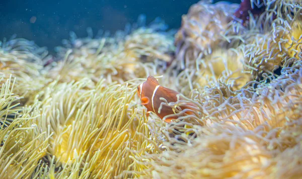 Marine Vackra Clownfish Coral Bank Havet — Stockfoto