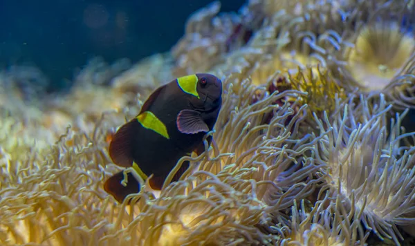 Clownfisk Korallbanken Havet — Stockfoto