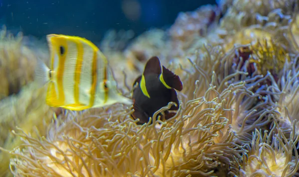 海のサンゴの銀行でザリガニが — ストック写真