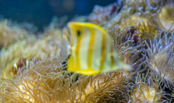 Marine Vackra Clownfish Coral Bank Havet — Stockfoto