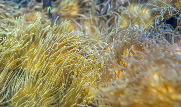 Όμορφη Clownfish Κοραλλιογενείς Τράπεζα Στη Θάλασσα — Φωτογραφία Αρχείου