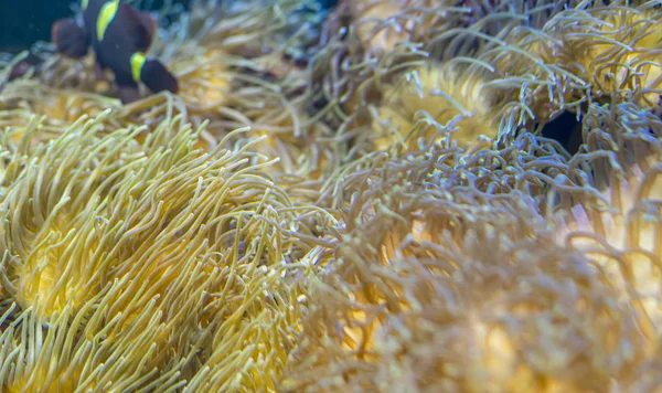 Навколишнє Середовище Красиві Клоуни Кораловому Березі Морі — стокове фото