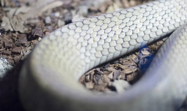 ヘビの皮膚の質感 爬虫類の皮膚の詳細なスケール — ストック写真