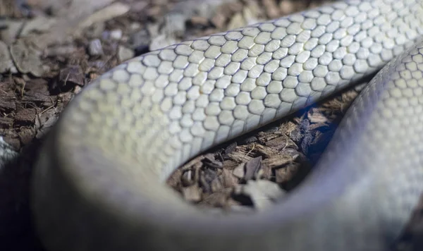 Predador Textura Pele Uma Cobra Escalas Detalhadas Pele Réptil — Fotografia de Stock