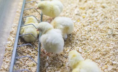 Bir tavuk çiftliğinde mısır ve tahıl yiyen küçük bir grup tavuk.