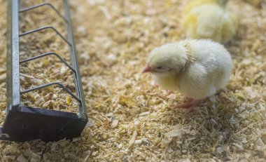 Bir tavuk çiftliğinde mısır ve tahıl yiyen küçük bir grup tavuk.