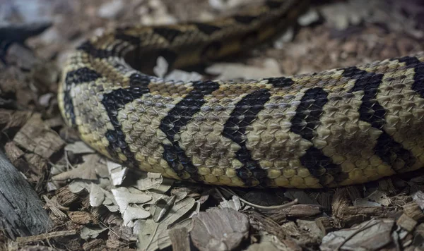 ヘビの皮膚の質感 爬虫類の皮膚の詳細なスケール — ストック写真