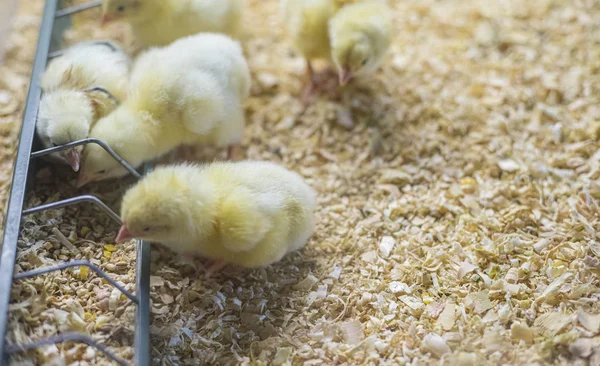 Feeding, small group of chickens eating corn and grain in a chick farm