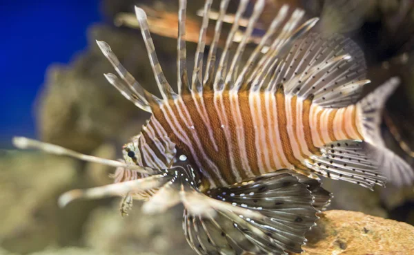 サンゴのサンゴ礁の横にある海の内部にあるライオンの魚 危険な魚 — ストック写真