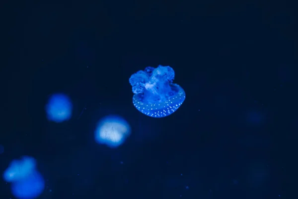 Leuchtende Quallengruppe Die Auf Dem Meeresgrund Schwimmt Gallertartige Formen — Stockfoto