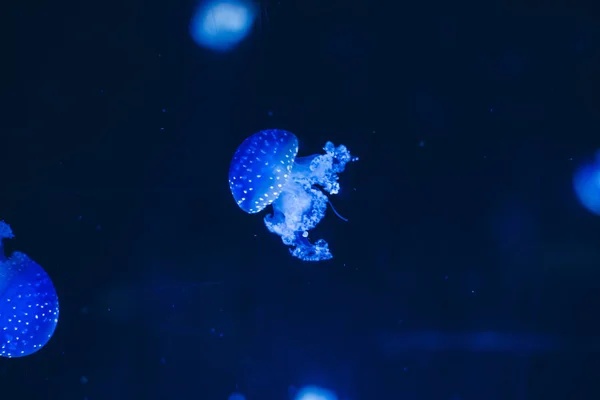 发光的一群水母在海底游泳 — 图库照片