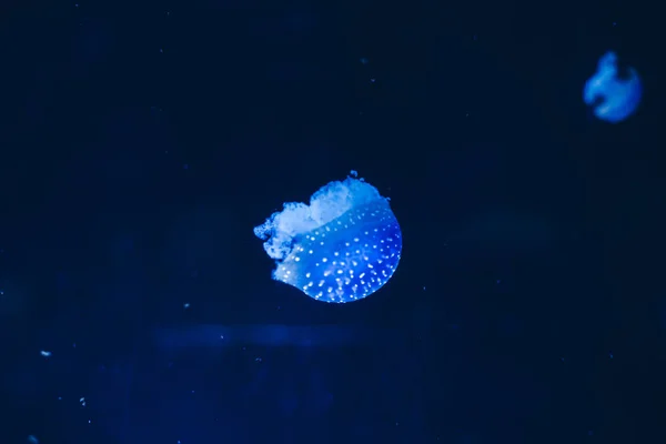 Medusa Luminescent Group Jellyfish Swimming Bottom Sea Gelatinous Forms — Stock Photo, Image
