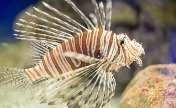 エキゾチックな プテロイスアンテナタ サンゴ礁の隣の海の内部にライオンフィッシュ 危険な魚 — ストック写真