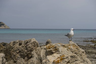 Mallorca adasında Akdeniz denizi tarafından martı, İspanya. Turkuaz deniz suyu