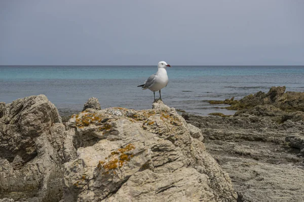 Freedom, Seagull by the mediterranean sea on the island of Mallorca, Spain. Turquoise sea water
