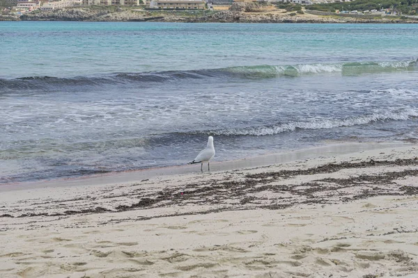 Libertad Gaviota Junto Mar Mediterráneo Isla Mallorca España Agua Mar — Foto de Stock