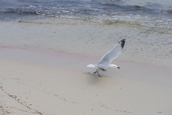 Freiheit Möwe Mittelmeer Auf Der Insel Mallorca Spanien Türkisblaues Meerwasser — Stockfoto