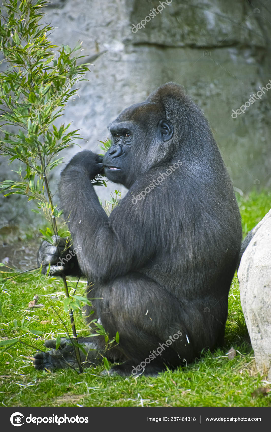 ᐈ Funny Gorilla Stock Pictures Royalty Free Funny Silverback Gorilla Pics Download On Depositphotos