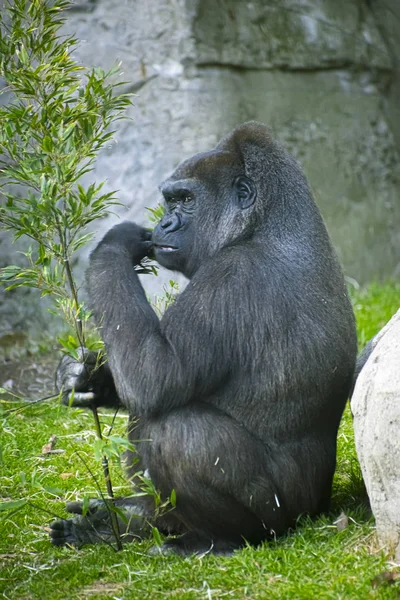 Madre Enorme Poderoso Gorila Ambiente Natural Enorme Gorila Comiendo Plantas — Foto de Stock