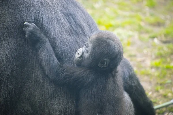huge and powerful gorilla, natural environment, Gorilla Mother and the baby portraits